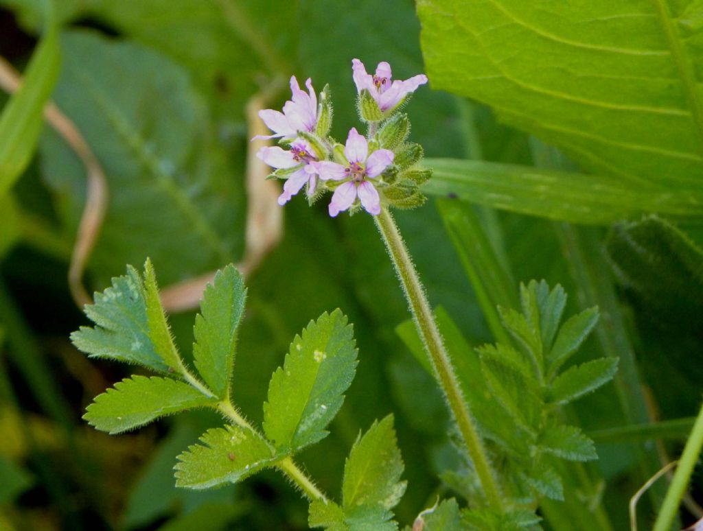 Erodium moschatum / Becco di gr aromatico